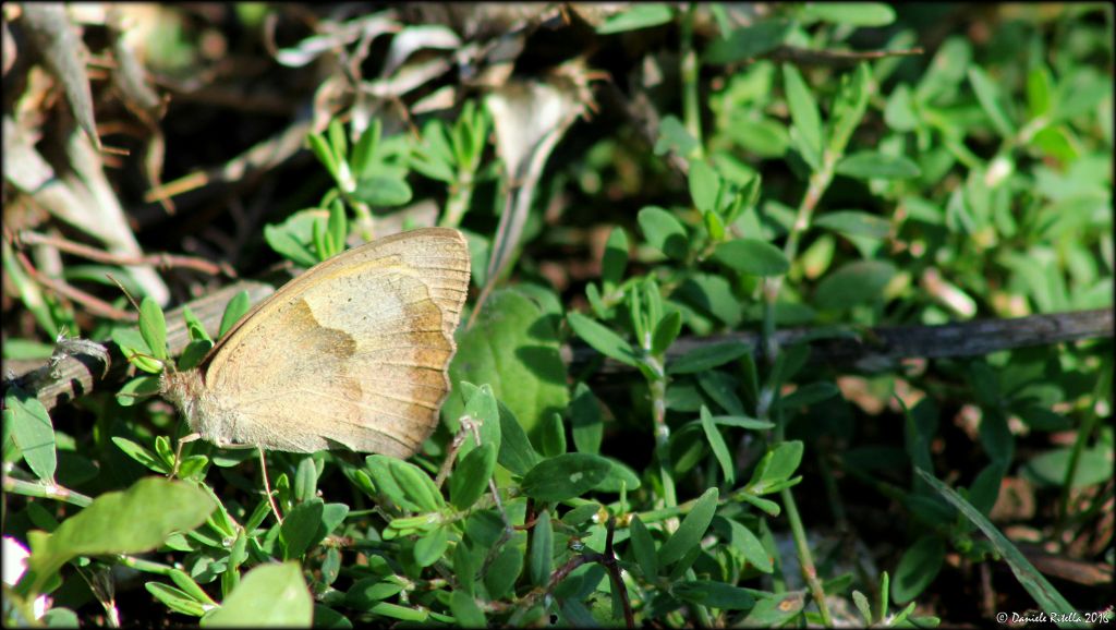 Richiesta identificazione!!! Maniola jurtina, Nymphalidae Satyrinae